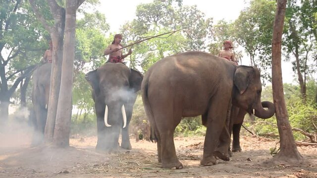 Elephant mahout portrait. The Kuy (Kui) People of Thailand and Elephant Ritual Making or Wild Elephant Catching in forest. Mahout shepherd Elephant in forest at Elephant Village Thailand. Conservation