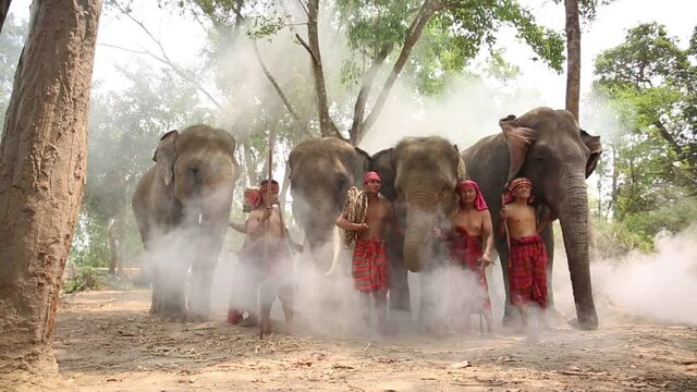Elephant mahout portrait. The Kuy (Kui) People of Thailand and Elephant Ritual Making or Wild Elephant Catching in forest. Mahout shepherd Elephant in forest at Elephant Village Thailand. Conservation