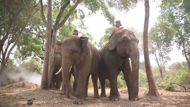 Elephant mahout portrait. The Kuy (Kui) People of Thailand and Elephant Ritual Making or Wild Elephant Catching in forest. Mahout shepherd Elephant in forest at Elephant Village Thailand. Conservation