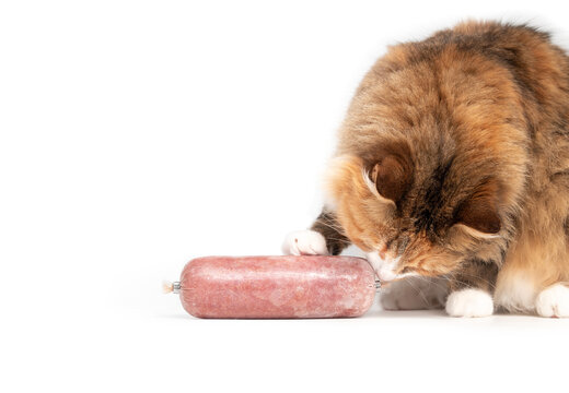 Cat Sniffing Raw Food Sausage. Cute Female Kitty With One Paw On Vaccume Sealed Frozen Ground Chicken Roll. Concept For Raw Food Diet For Cats, Dogs And Pets. Selective Focus. Isolated On White.