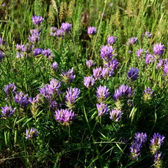 A medicago sativa is known as an excellent forage plant.