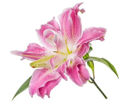 polypetalous lily pink bloom on white