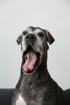 Huge dog yawning on sofa