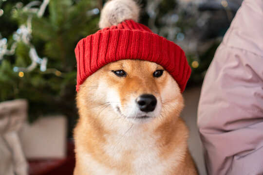 Dogs: Shiba inu dog in red hat
