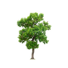 Big tree isolated on white background.