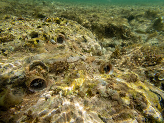 Underwater view of sea with  stones and algae