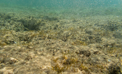 Underwater view of sea with  stones and algae
