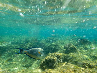 Naklejka na ściany i meble Underwater view with fish, stones and algae