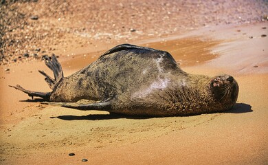 Australian Fur Seal, as seen lazing on the beach in The Royal National Park, NSW, Australia