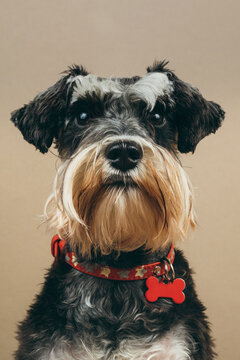 Schnauzer Puppy One Year Old.