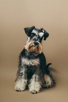 Schnauzer Puppy One Year Old.