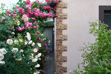 Fototapety na wymiar - Fototapeta24.pl