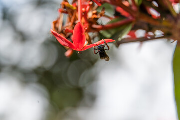 Macro closeup of fly on top of flowers.