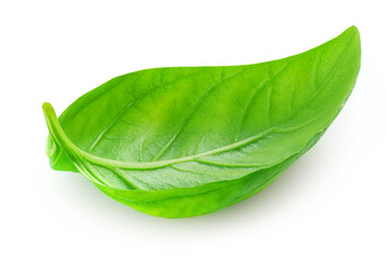 Basil isolated. Green Basil leaf on white. Close up