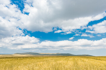 Fototapeta na wymiar Wheat field and blue sky with clouds