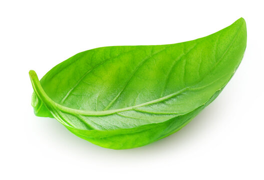 Basil isolated. Green Basil leaf on white. Close up