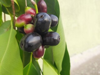 Syzygium cumini fruits. It is a flowering plant of Myrtaceae family. Its other names
Malabar plum, Java plum, black plum, jamun and  jambolan. This fruit have anti diabetic properties. Indian jamun.

