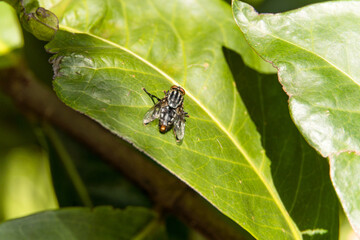 Macro closeup of fly on top of plant.