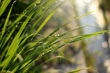 dew drops on grass
