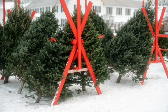 Christmas trees for sale 