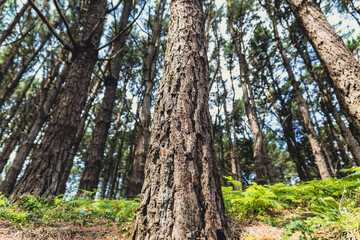 Wide view of a tree in the forest. 