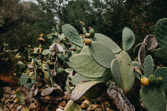 Mediterranean garden with cactus