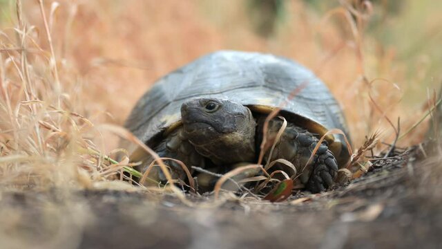 (Selective focus) Stunning view of a Sardinian Marginated Tortoise walking in the wild. The marginated tortoise (Testudo marginata) is a species of tortoise in the family Testudinidae.