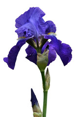 Beautiful varietal iris flower