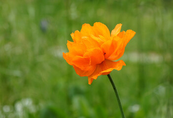 Flower of orange decorative poppy