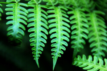 fern leaf in the forest