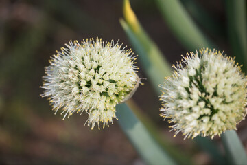Seed green onions
