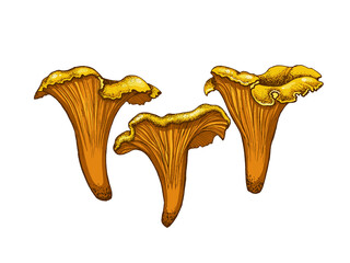 Illustration of chanterelle mushrooms, hand-drawn, family of edible mushrooms, graphic color flat drawing with lines, Healthy organic food, vegetarian food fresh mushrooms isolated on white background