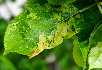 Apple chlorotic leaf spot virus