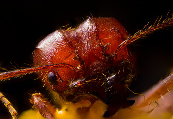 portrait with macro extreme of a red ant with some polen in his fce