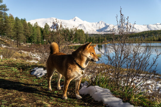 Dog hiker outdoors