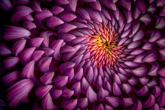 chrysanthemum