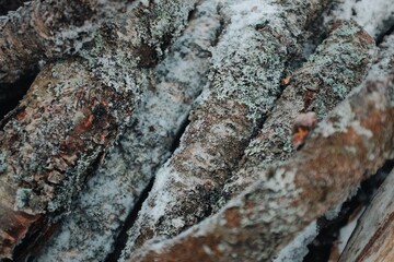 frozen birch logs collected for firewood in winter