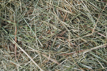 Mown, withered grass. Background of dried hay harvested for livestock feeding