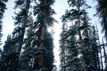 Sun Coming Through Snowy Evergreen Pine Trees