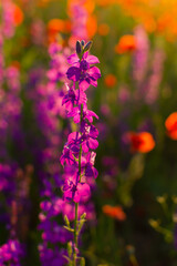 Delphinium poppies flowers in a field close-up. Beautiful colorful floral background in the sunset rays of the sun. The concept of summer, heat. Wild wildflowers, a poisonous plant. Blurred background