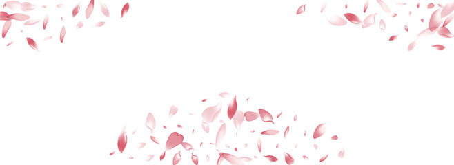 Pink Rose Petal Vector White Background. White