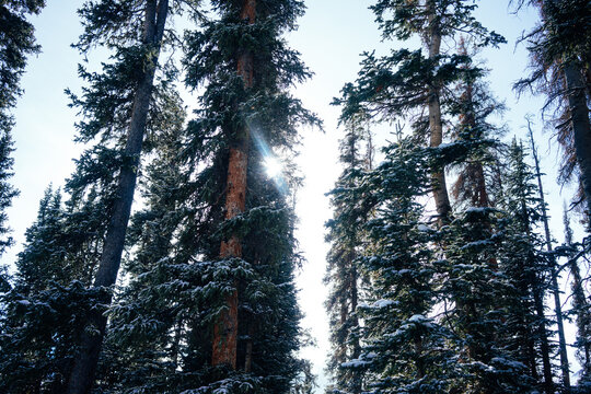Sun Coming Through Snowy Evergreen Pine Trees