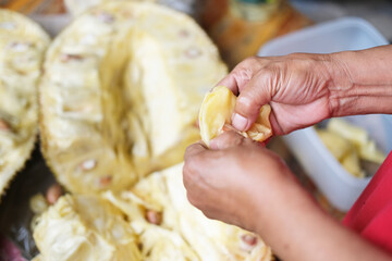 Villagers are using their hands to carve jackfruit, which is a yellow fruit.