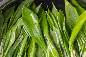 Fototapeta premium Freshly picked wild garlic leaves for washing in a bowl, close up, top view. Healthy leaves of green wild leek