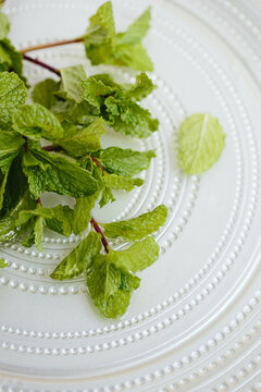 Mint Close-up
