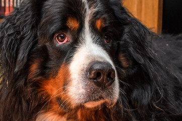 Head of a dog with sad eyes of the Bernese Mountain Dog breed	
