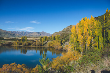 Yellow Poplar, Autumn in Lake Wanaka, New Zealand