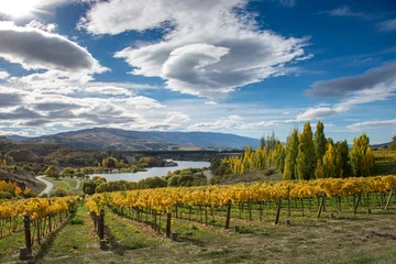 Fotobehang Central Otago Vineyard, New Zealand © tky15_lenz