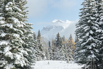 Snow-covered mountain peak through a forest of trees