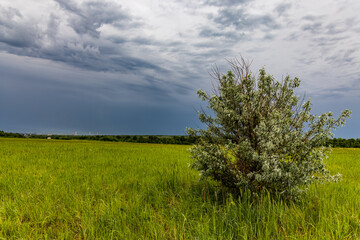 Obraz premium Lonely bush in a green field against the backdrop of a storm front